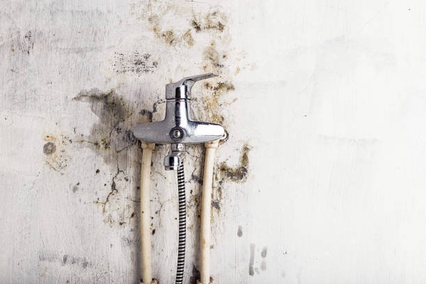 Best Black Mold Remediation in Trumansburg, NY