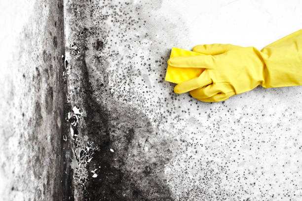 Best Health and Safety Mold Remediation in Trumansburg, NY