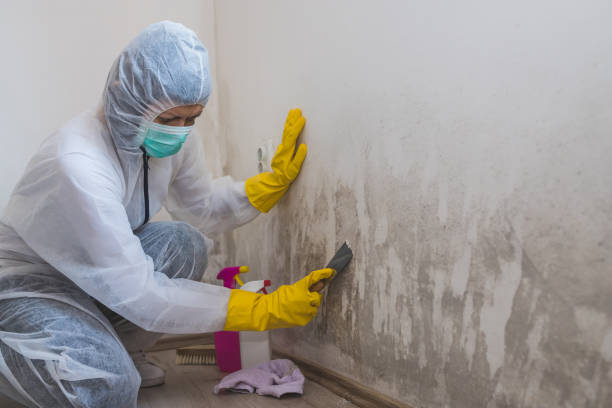 Best Industrial Mold Remediation in Trumansburg, NY