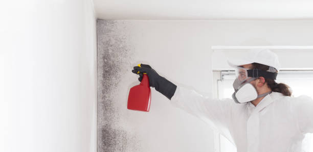 Best Crawl Space Mold Remediation in Trumansburg, NY