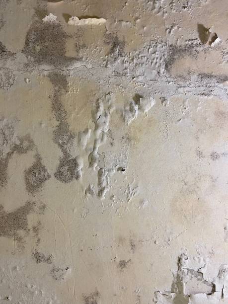 Best Post-Flood Mold Remediation in Trumansburg, NY