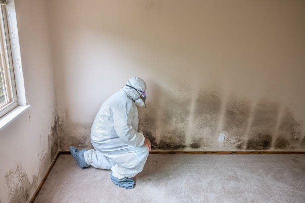 Best Commercial Mold Remediation in Trumansburg, NY