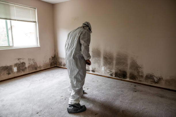 Best Mold Remediation for Specific Building Types in Trumansburg, NY