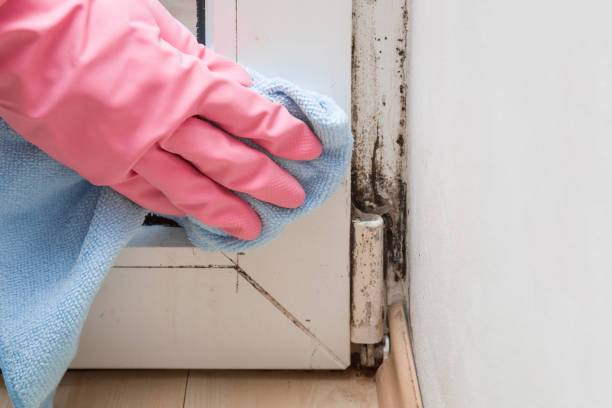 Best Attic Mold Remediation in Trumansburg, NY