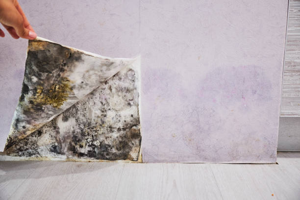 Best Preventive Mold Services in Trumansburg, NY